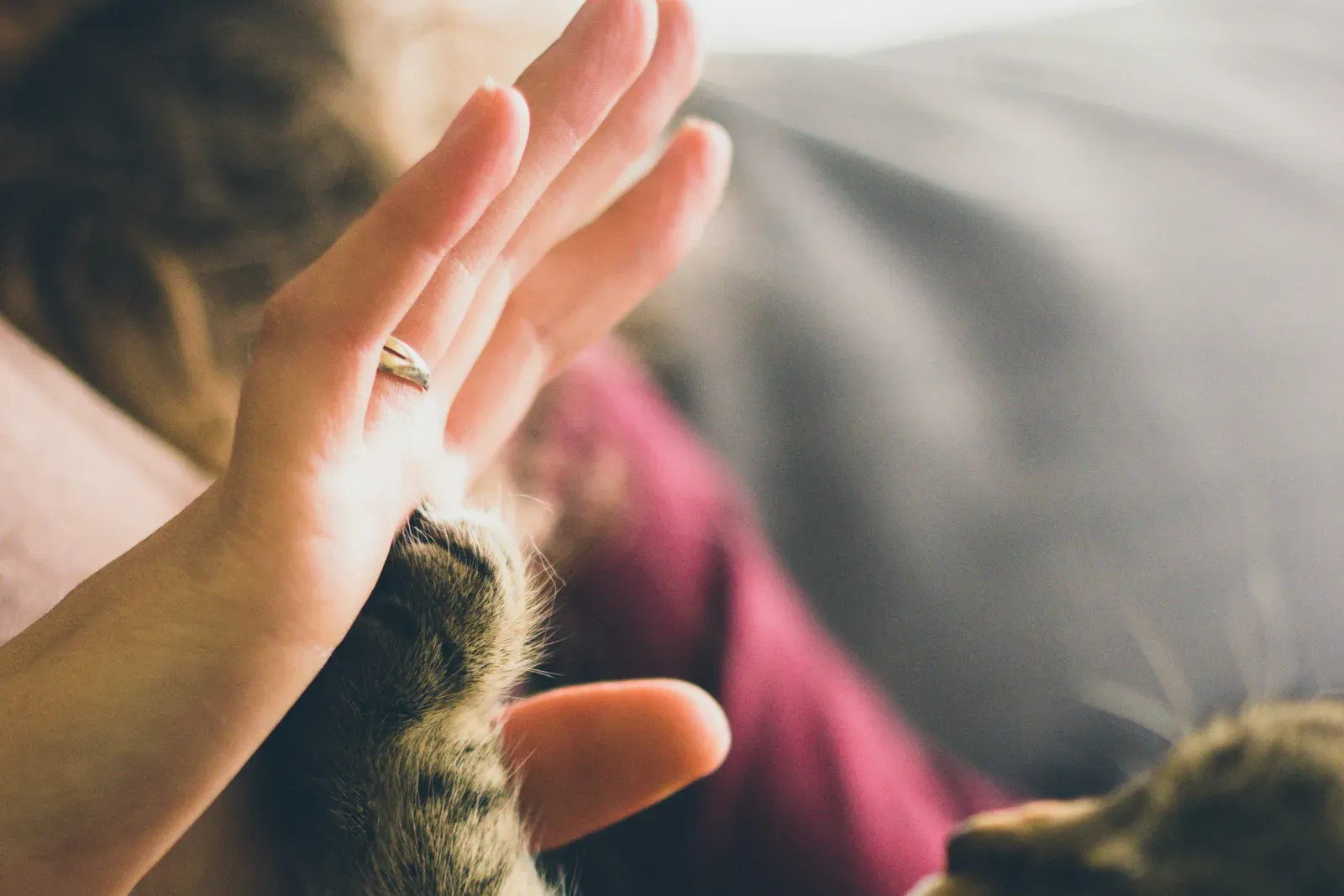 La main d'une propriétaire posée contre la patte de son chat