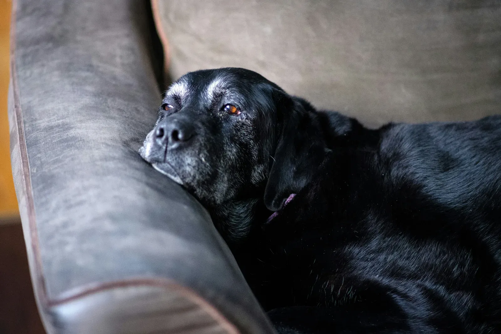Un vieux labrador noir au museau grisonnant, couché dans un fauteuil