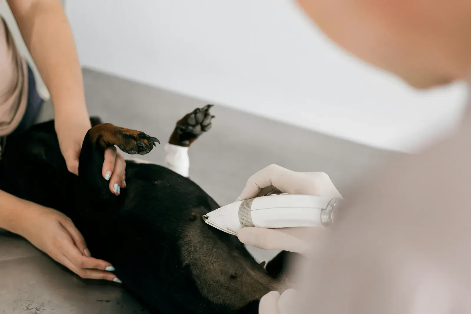 Tonte de l'abdomen d'un chien en préparation d'une intervention