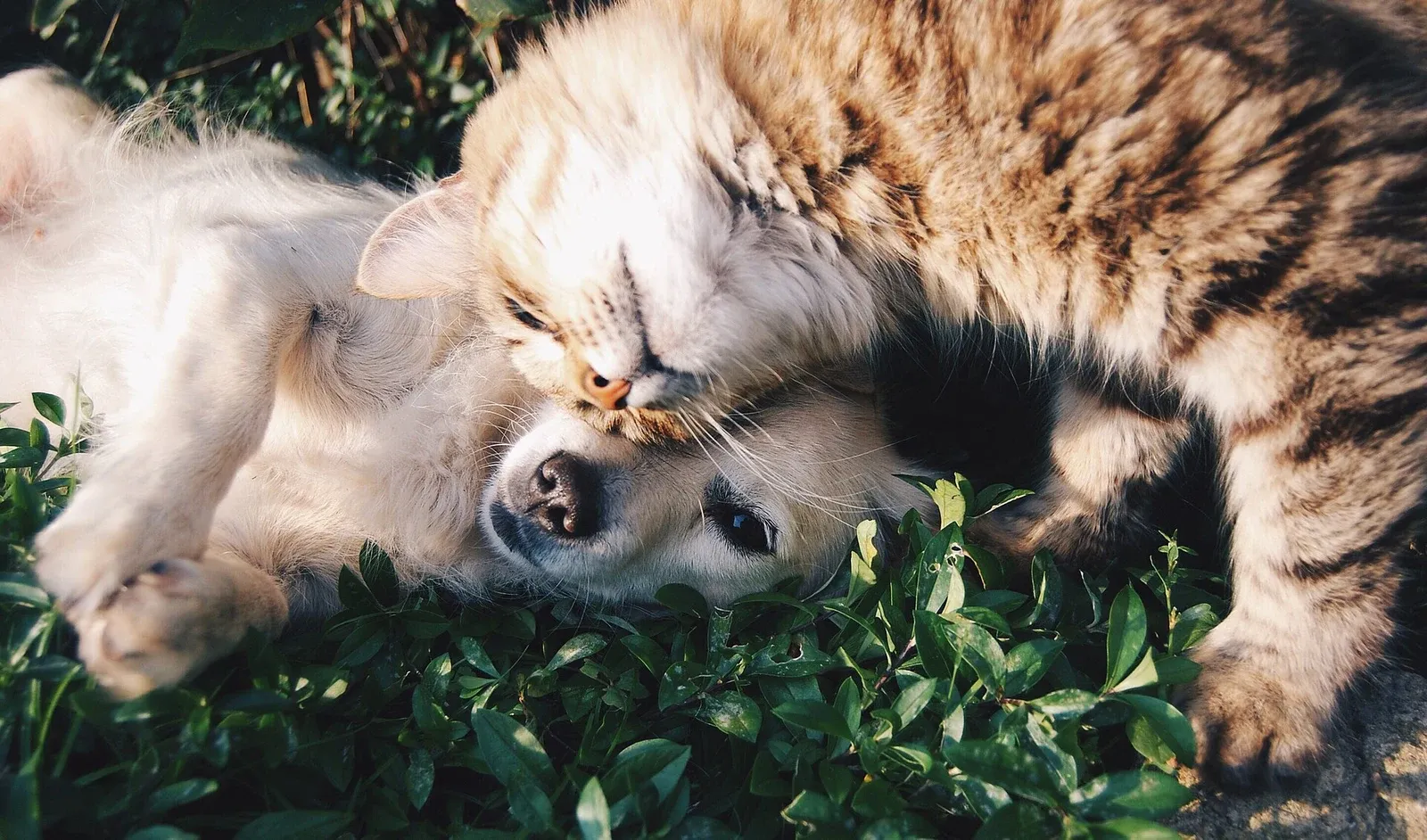 Un chat roux et un chien clair couchés l'un contre l'autre dans l'herbe