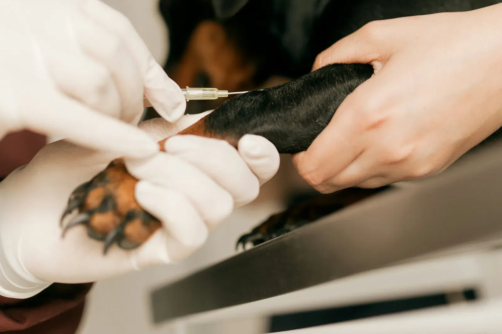 Injection réalisée sur la patte avant d'un teckel tenu par sa propriétaire