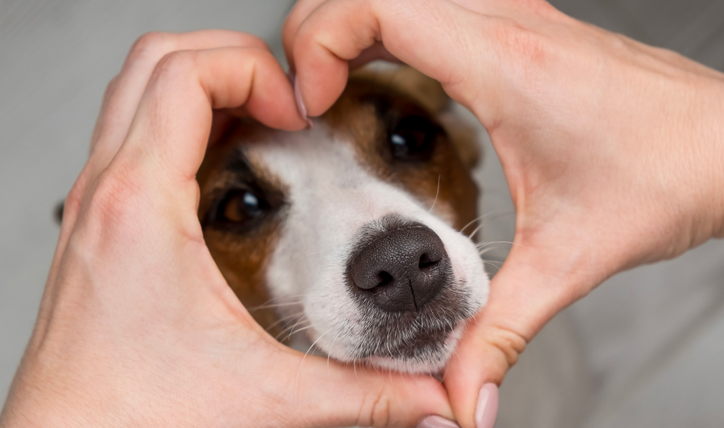 Une seringue de vaccin vétérinaire préparée avec soin